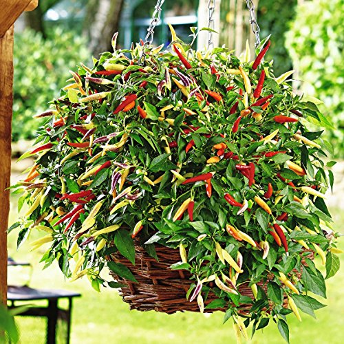 Gartenbau Friedrich Paprika "Volante® Hot Red" Roter Hänge-Chili im 10,5er Topf die scharfe Pflanze für Ihren Gemüsegarten oder Balkon