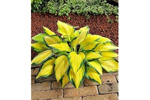 COOTO Hosta Planta decorativa perenne Plantas de jardin Bulbos de flores 1x Rizoma Hosta Orange Marmelade