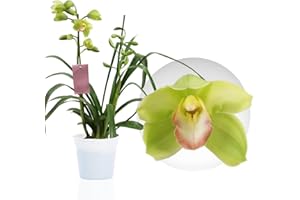 DUTCH BULBS EXCLUSIVE PLANTS FROM HOLLAND Orquídeas Cymbidium verdes, 1 planta de interior grande importada de Holanda, de 60-70 cm de altura, en maceta de 14 cm, con flores y fragancia