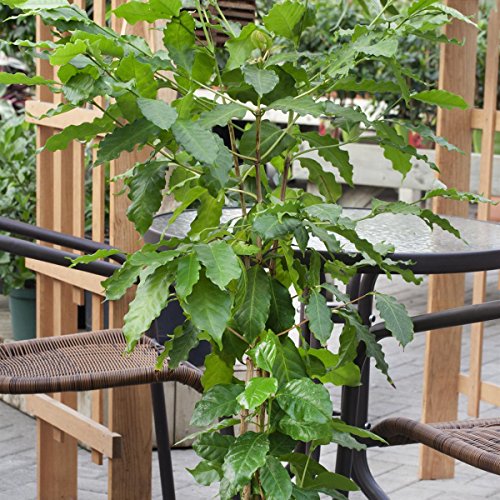 Echter Kaffee (Coffea arabica), 2 Pflanzen - 3