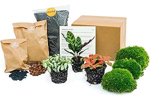 URBANJNGL Paquete de Terrario de Plantas - Calathea lancifolia - 3 Plantas de terrario - Paquete de navegación y Arranque Terrario de Bricolaje - Mini ecosistema Planta