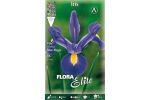 PRGA BULBI AUTUNNALI IRIS HOLLANDICA BLUE MAGIC CONFEZIONE DA 10 BULBI BULBS BULBES