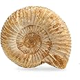 Serafino Genuine Fossil Madagascan Ammonite 150 Million Years Old! Jurassic Real Fossil 1.25"-1.75" Cut & Polished (One Piece) (Ammonite Raw & Unpolished)