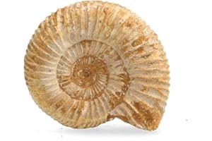Serafino Genuine Fossil Madagascan Ammonite 150 Million Years Old! Jurassic Real Fossil 1.25"-1.75" Shell Madagascar Fossil Great Gift