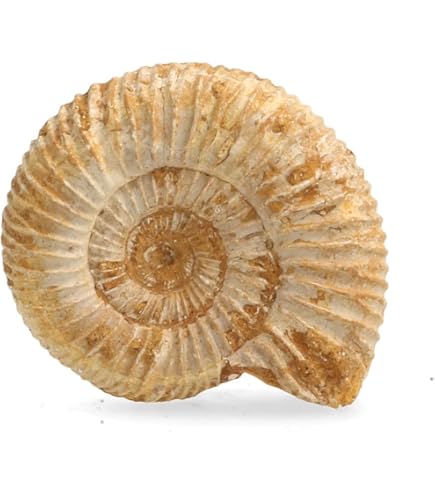 Fossile Di Pesce Reale 150 Milioni Di Anni - Provenienza Cina, Liaoning Occidentale - Foto 5