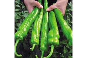 Haloppe 100 Pcs Piment Légumes Graines pour La Maison Jardin Plantation, Big Jim Piment Graines Légumes Plante Jardin Ferme Cour Décor des graines