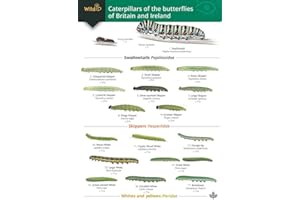 Caterpillars of the Butterflies of Britain and Ireland (WildID)