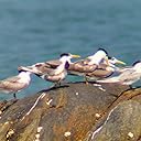  Good quality & image