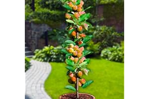 EUROPA GREEN Aprikosenbaum - Säulenobstbäume - 80/90 cm hoch - Ideal für Balkon, Terrasse, Kleiner Garten - Platzsparende Säulen - Geeignet in Töpfen und Freiland - winterhart- arbre