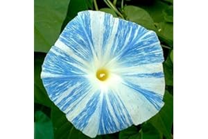 LEGUTKO Morning Glory Arlequin (mixta) semillas - Ipomea purpurea