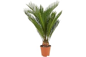 Bloomique - Cycas Revoluta - Palmier de la Paix - Sagoutier - Fougère Cycas - Plantes d'intérieur - Très Facile d'Entretien - 40-50 cm de Haut - Pot 15 cm