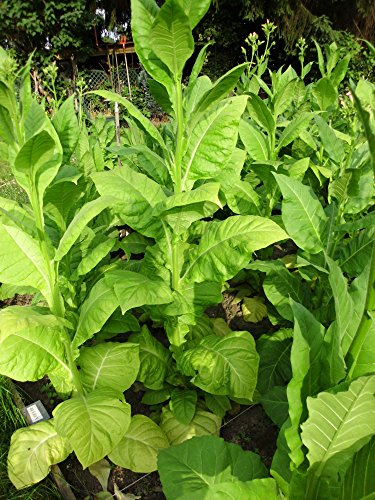 3000 Tabak Samen Virginia – Burley Mischung 100% Bio Ernte 2016 Tabakpflanzen - 2