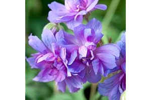 THOMPSON & MORGAN Geranium Double 'Plenum Caeruleum' Garden Plants Hardy Perennial Garden Plants Easy to Grow Your Own 1 Bare Root by Thompson and Morgan.