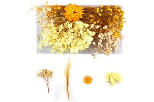 WJIAEER Fleurs séchées naturelles séchées en relief Fleurs préservées Résine Bijoux DIY Bougie Ongles Artisanat Scrapbooking Décoration florale（O）. (C)