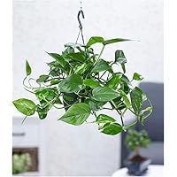 BALDUR Garten Hängepflanze Efeutute, 1 Pflanze Luftreinigende Zimmerpflanze Scindapsus