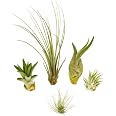 Tillandsien MINI 5er Mix – Luftpflanzen, 4–15 Cm Groß, Pflegeleicht, Ohne Erde, Mit Pflegeanleitung