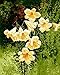 Produktbild LAMAMAG Malen nach Zahlen Rahmenlose Wien Lilie Bild DIY Digitale Weiße Blume Ölgemälde Blumen Wohnkultur Wandkunst Für Raumdekor Baumwolle Malerei by Zahlen