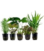 Aquariumplanten kopen? Altijd kwaliteit Aquariumplanten kopen? Altijd kwaliteit