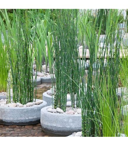 Housse De Culture Velda Plant Sock - Panier Flexible Pour Plantes D'étang 10x80cm