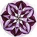 Produktbild Grund Designer Accent Teppich, genießen 32 von 32, violett, 32-Inch by 32-Inch