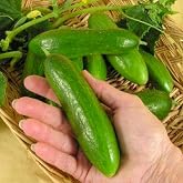 AGRODAL TARIM Local Natural Fragrant &Ccedil;engelk&ouml;y Cucumber Almond Cucumber 50 Seeds