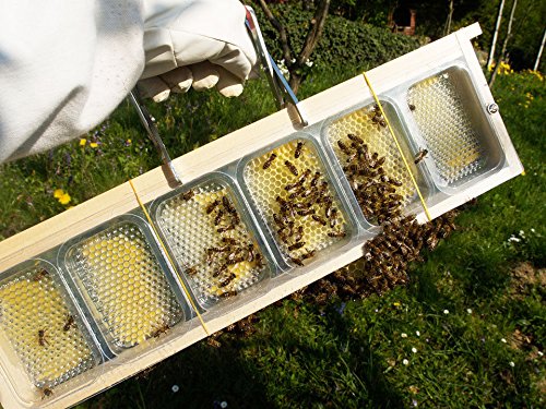 Apibox Mini,Rähmchen,Wabenhonig,Dadant,Langstroth - 2