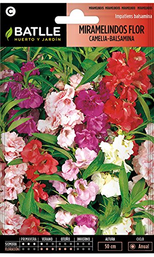 Semillas de Flores - Miramelindos flor Camelia - Balsamina - Batlle