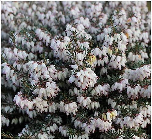 GrowOn Shrubs Heather Erica Carnea 'Margaret Benson' | Evergreen Shrub | Outdoor Garden Ready Plant | Winter to Spring Flowering | White Flowers
