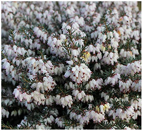 GrowOn Shrubs Heather Erica Carnea 'Margaret Benson' | Evergreen Shrub | Outdoor Garden Ready Plant | Winter to Spring Flowering | White Flowers