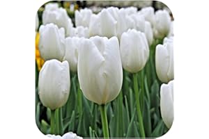 Tulip 'White Dream' Triumph Tulips x 100 Spring Flowering Bulbs, by Growtanical®