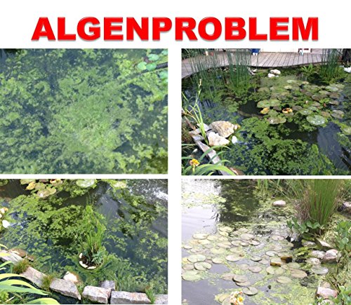 Weitz Algenkiller Protect – 300g – für bis zu 20 000 Liter Teichwasser – POWERHAUS24 Pflanzkorb! - 3