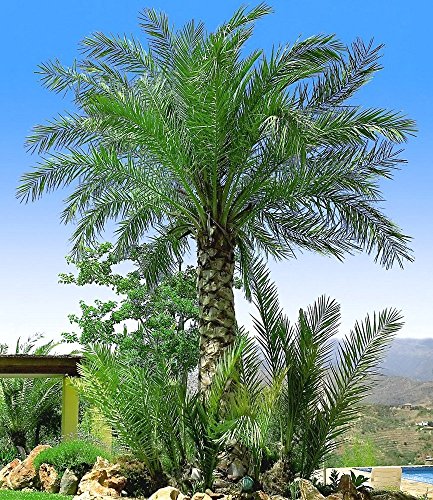 BALDUR-Garten Chilenische Honig-Palmen, 1 Pflanze, Jubaea chilensis - 2