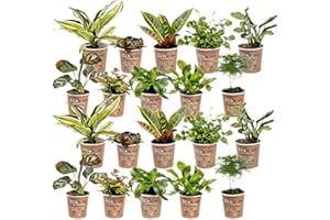 vdvelde.com - Ecoworld Mini Pflanzen Farn & Zimmerpflanzen Mix - 20 Stück Kleine Pflanze - 2 x 10 Verschiedene Arten - Pflanze Ø6 cm Höhe 8-15 cm - Aus eigener Gärtnerei