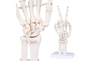 bcenyaz Human Skeleton Hand Model - Life Size Anatomical Finger Bone Model with Articulated Flexible Joints Shows Wrist Ulna Radius for Medical Demonstration Study Education & Display Base