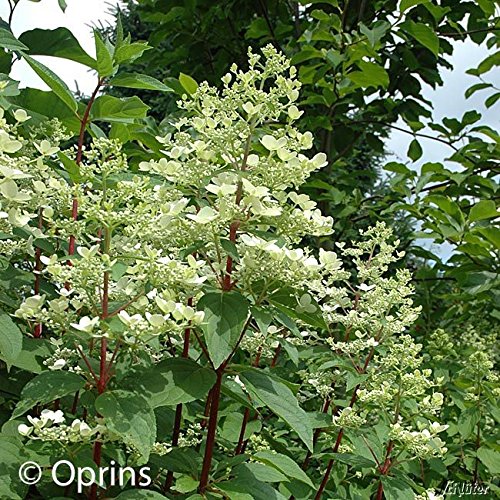 Rispenhortensie ‚Wim’s Red®‘ - 2