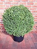 japan kugel 60cm Buchsbaum Kugel, Buxus, Buchsbaum Kugel, Durchmesser: 60-65 cm, Buxus + Dünger