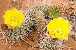 KRÄUMA Opuntia - Freiland Kakteen Mischung - 20 Samen