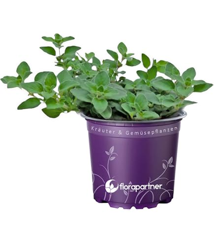 blühstreifen saatgut bio BIO Saatgut Gartenakelei – Biogartenladen main image 1