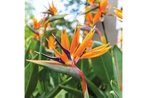 THOMPSON & MORGAN Easy to Grow Your own Flowers Indoor Exotic Bird of Paradise House Plant Half- Hardy Perennial Flowering House Plants Easy to Grow Your Own 3X 9cm Potted Plant by Thompson and Morgan
