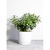 Videolu Para &Ccedil;i&ccedil;eği Ağacı (10 40 Cm)1 Adet Saksılı I&ccedil;/Dış Mekan Bitkisi Crassula