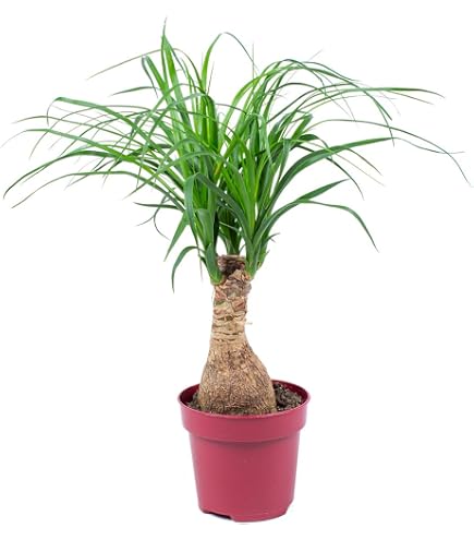 Dehner Elefantenfu, in Hydrokultur, Stmmchen, ca. 55 cm,  Topf 22 cm,  Zimmerpflanze : Amazon.de: Garten
