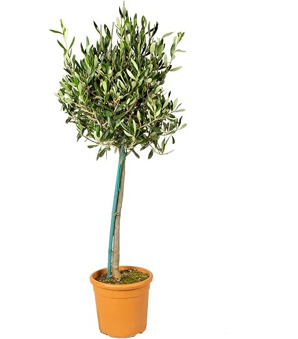 rhododendron wachstum anregen Rhododendron Dünger von Flora Boost main image 1