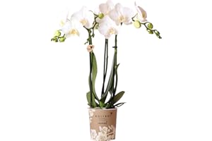 Kolibri Orchids | Orchidée Phalaenopsis - 40cm de haut - Ø9cm | blanc|