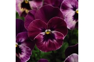 THOMPSON & MORGAN Pansy ‘Cool Wave Raspberry’ Hardy Perennials,12x Plugs by Thompson and Morgan (12)