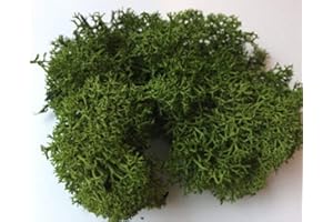 BIOTOPE AQUATICS LTD Reindeer Moss - Preserved for Air Plant Decor, Tillandsia Craft, Flower Arranging, House Airplant (Green (Dark))