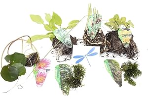 LINCOLNSHIRE POND PLANTS LTD Lincolnshire Pond Plants Dragonflies & damselflies Pack - bareroot