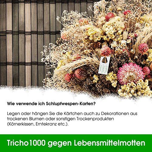 Schlupfwespen gegen Lebensmittelmotten 10 Stück 1000-er Kärtchen 3 Lieferungen - 6