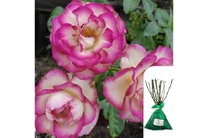 HARRINGTONS ROSES 1 x Rosa 'Handel', Bare Root English Rose, Fragrant Climbing Rose Ideal for Trellises & Garden Borders, Timeless Classic for British Gardens -When Only The Best Will Do - Top Grade “A” Roses
