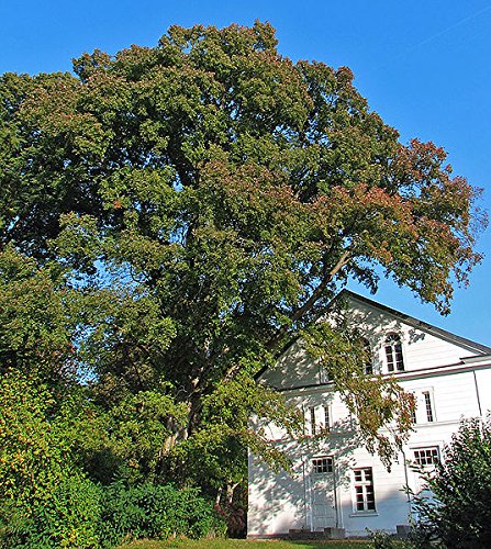 Feldulme 100 Samen -ulmus carpinifolia-