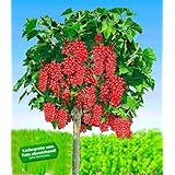 BALDUR Garten Johannisbeeren 'Rote Rovada', 1 Stamm, Ribes rubrum Johannisbeerstamm Beerenobst winterhart